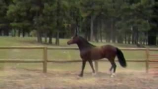 Minyffordd Megastar