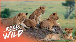 A Magnificent Lion Pride Lies In Wait To Ambush Prey | The Lions Of Etosha | Real Wild