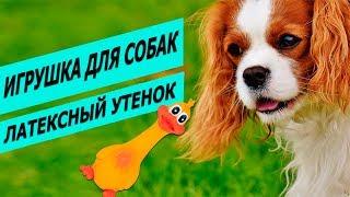 Игрушка для собак утенок латексный Трикси | Обзор игрушки утенка | Trixie Duck fore dogs review