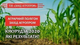 Технологічні підходи та результати вирощування кукурудзи на Аграрному Полігоні/ СуперАгроном