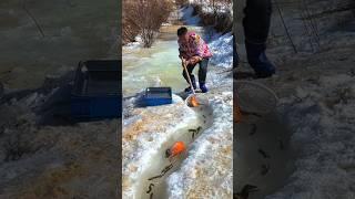You Won’t Believe What He Did with This Net! #shorts #fish #ice #shock