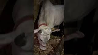 Beautiful qune rani cow  2025 collection #cow #shortsfeed #youtube