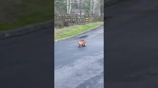 Chowder Skating Down The Hill For The First Time tiktok chowderthebulldog