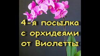 4-я ПОСЫЛКА с ОРХИДЕЯМИ от Виолетты!!!