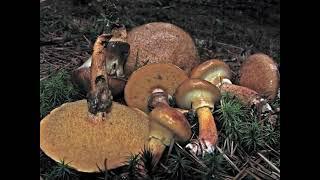 Suillus salmonicolor