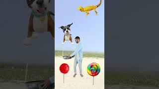 Flying crying babies catching vs dog, parrot vs frog & lizard - Funny vfx magic