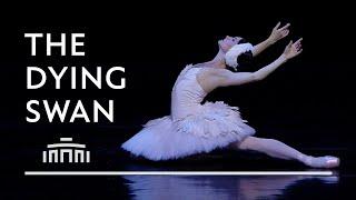 The Dying Swan (performance clip) - Dutch National Ballet