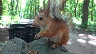 Я не узнал Белку-строителя / I didn't recognize Construction Squirrel.