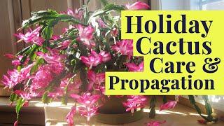 Holiday Cactus Tips, Tricks & Blooming Secrets! Schlumbergera Care