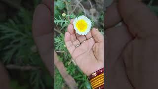 First blooming,cherry gold,garden,season @original #youtube #content