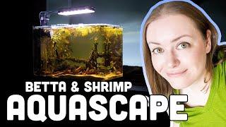 Blackwater Betta & Shrimp Setup  Aquatop Pisces aquascaping contest 2022