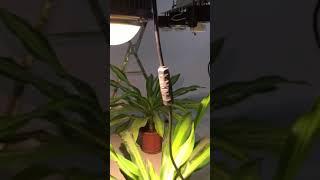 KingBrite Growing light with original CREE cxb3590 cob