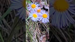Appalachian Aster  #WNC Spring meadow flower  #loop️