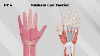 Zertifizierte Handtherapie der AFH® | Akademie für Handrehabilitation | Module HT4 bis HT6