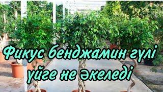 Фикус бенджамин гүлінің күтімі,пересадкасы,тыңайтқышы.   #үйгүлдері #гүл #пересадка