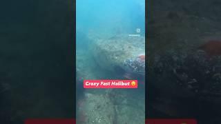 Crazy Fast Halibut #spearfishing #fishing #crab #lingcod #rockfishing #oceanlife #diving