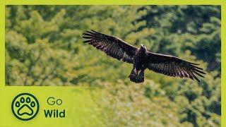 King of the Mountains – Golden Eagle | Go Wild