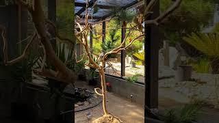 Aviary Birds