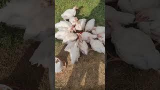 Simple homestead life: #ducks #eggs #homestead #chicken #bread #homemade