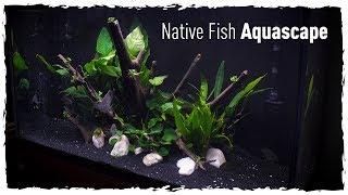 Native Fish Aquascape (Scape, Setup & Stock)