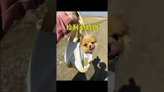 小狗被世界拋棄，卻被她們捧在手心，從此有了最暖的歸宿。 #animals #cute #pets #shorts