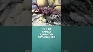 Топ 10 самых ядовитых пауков мира #пауки #топ10 #комарик #интересное #шортс #ядовитыепауки