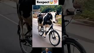 Respect|| cow is cycling #shorts #respect