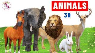 Animal names in English - Learning lessons for Kids - Kids club
