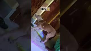 Golu king removing sparkles from his body. #trending #king #dog 