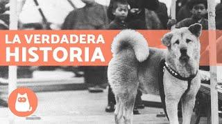 La EMOTIVA historia de HACHIKO, el perro fiel 