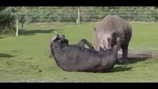 Rhino vs Buffalo Rare Fight