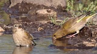 Птицы на водопое / birds on a watering place