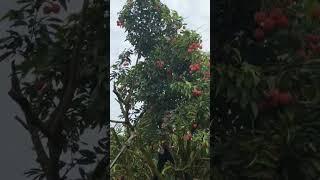 Pruning branches with lychee fruit using the telescopic pole sector is an excellent tool
