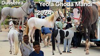 Yeola mandi 2024 | 1st horse market in Maharashtra | baby horse's | gauran marwadi kathiyawad ghode