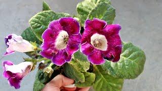 How to Plant, Grow & Care for GLOXINIA - Indoor or Outdoor [Start to Finish]