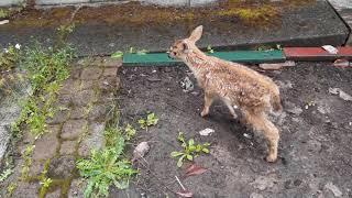 Following the Baby Deer around the yard