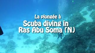 Egypt day 1: Ras Abu Soma North | Crazydivers