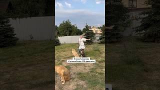 Я спасаю 17 лет. И моё отношение к животным изменилось, читай пост в комментах. #животные  #собаки
