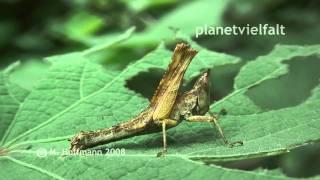 Bizarre Kurzfühlerschrecke am Mt. Rani, Nepal, Grasshopper