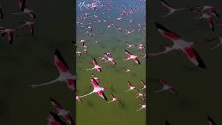 flamingo birds flying over