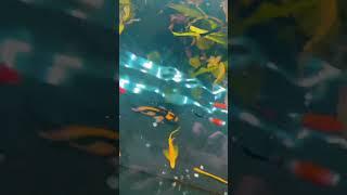 #aquarium #aquahobby #fish #акваріум #акваріумнагосподарка