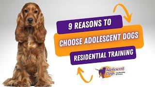 9 Reasons to Choose Adolescent Dogs Residential Dog Training