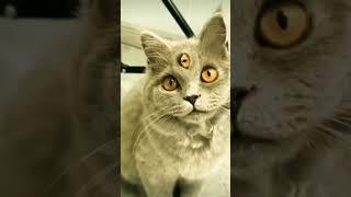 cat has three eyes  #shorts #catsofyoutube #babycats #catcrying #cutecat #funnyvideo #viralvideo