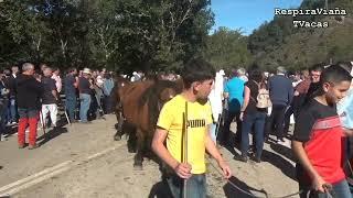 Feria de San Miguel Puente Nansa 29/09/2024