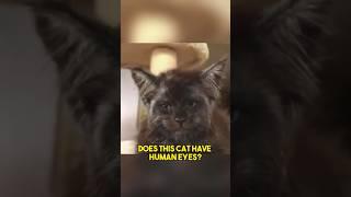 Is This Cat a Skinwalker!?