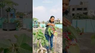 Fun with Balloons Tree Society ne Ninni ke liye Balloon fulaya ️