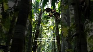 Eagle's Hunt in the Kalimantan Rainforest #shorts  #indonesia #UnitedStates #kalimantan