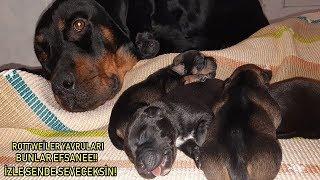 Rottweiler Marla Doğum Yaptı - 8 Tane Yavru Doğdu Bunlar Birer EFSANE!!!!! İzle Anlayacaksın