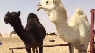 Camels of Arabia,White and black  camels in ksa