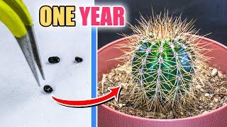 Growing Cactus From Seed (ONE YEAR Time Lapse)